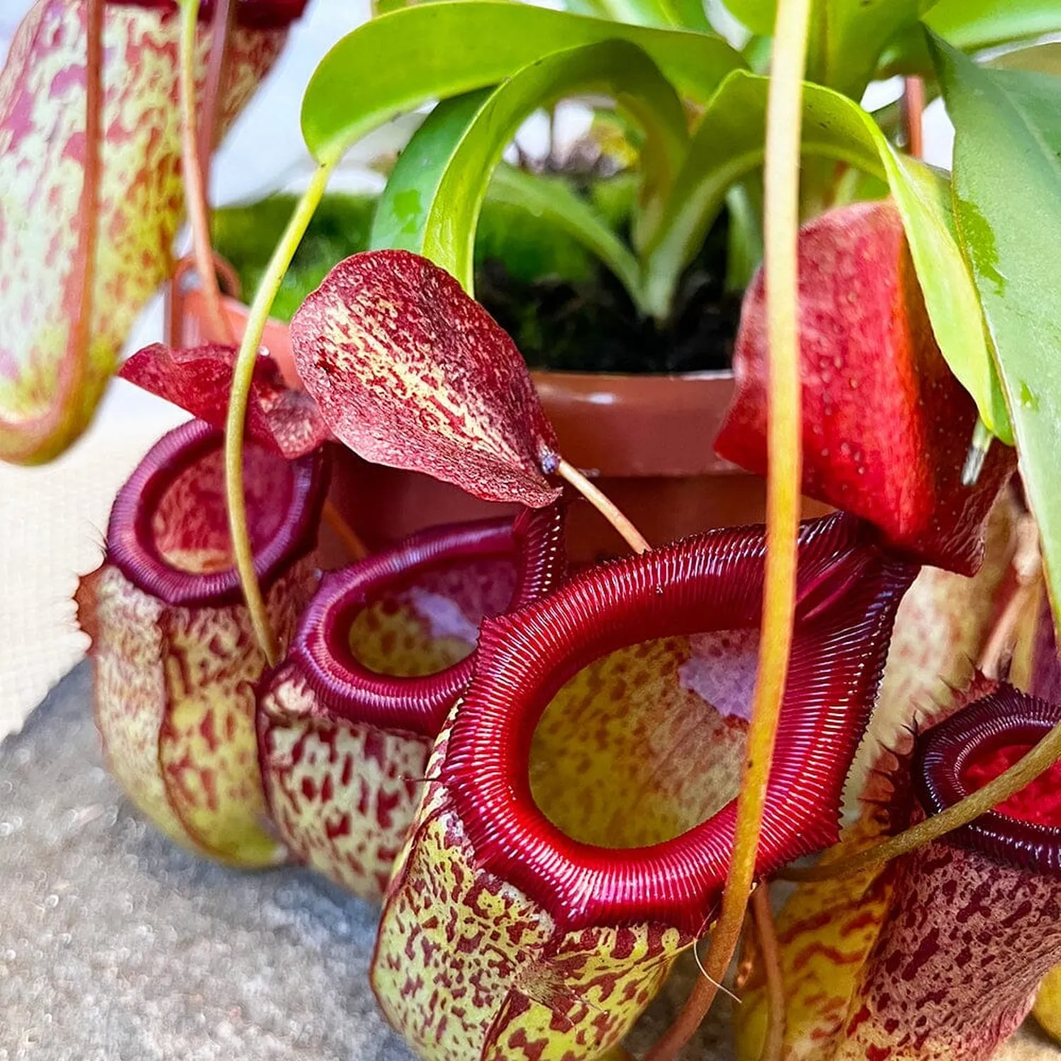 30 - 40cm Nepenthes Sam in Hanging Pot Monkey Jars 14cm Pot House Plant