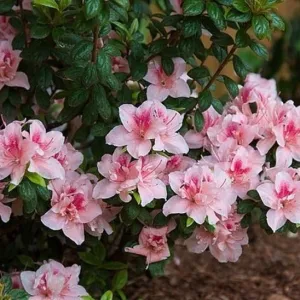 Autumn Chiffon® Encore® Azalea