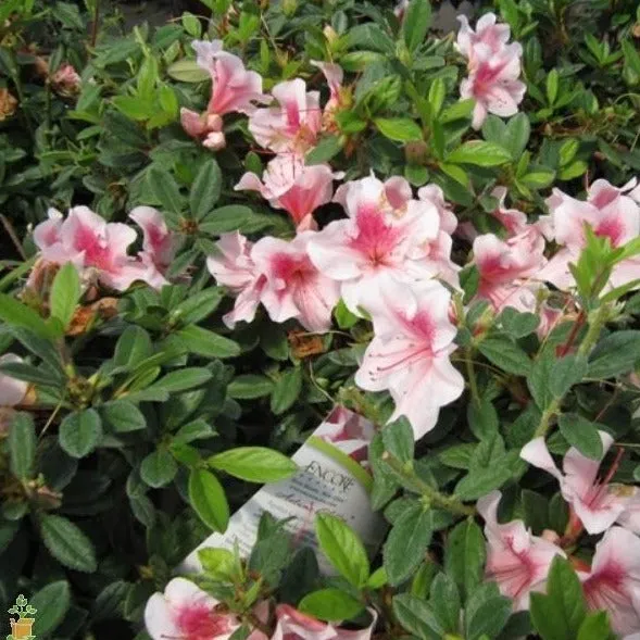 Autumn Chiffon® Encore® Azalea