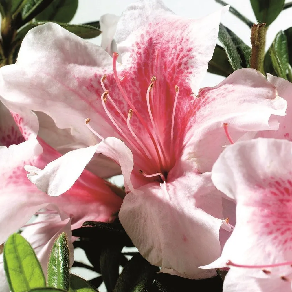 Autumn Chiffon® Encore® Azalea