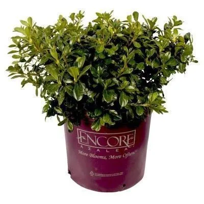 Autumn Chiffon® Encore® Azalea