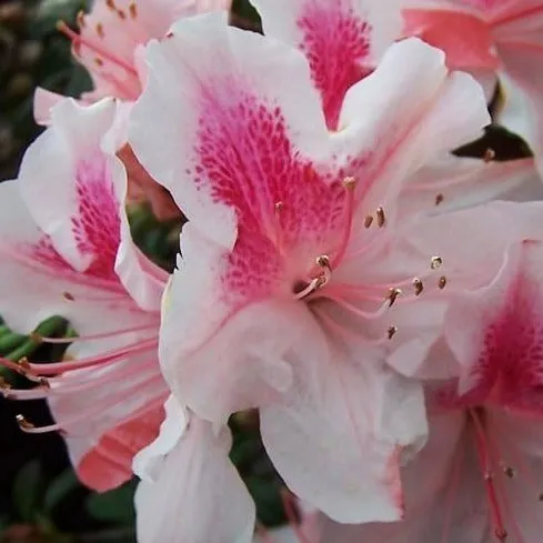 Autumn Chiffon® Encore® Azalea