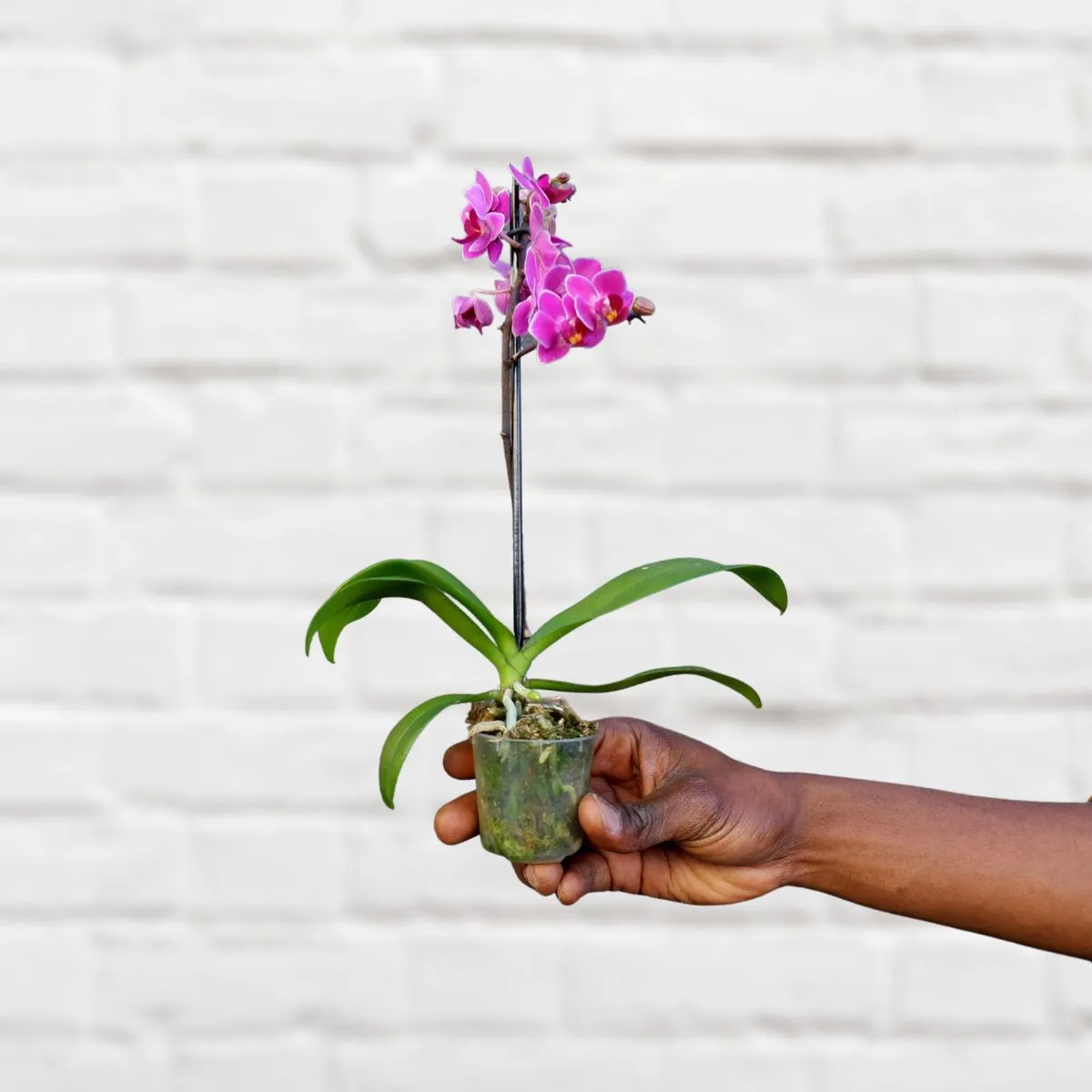 Moth Orchid - Micro