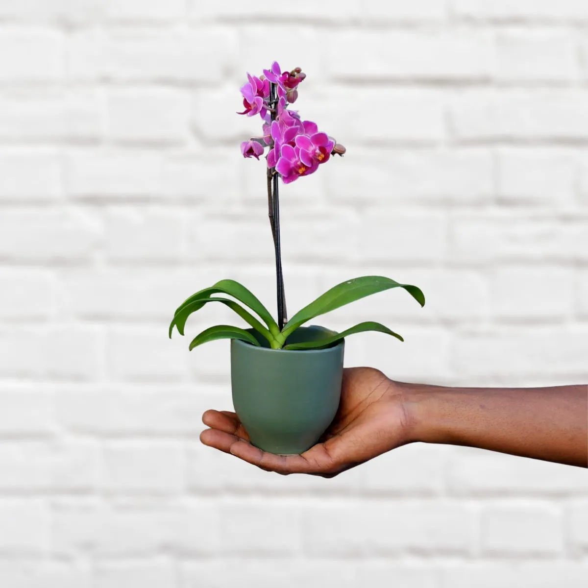 Moth Orchid - Micro