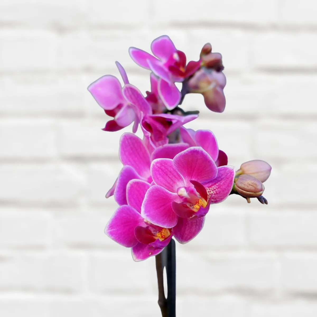 Moth Orchid - Micro