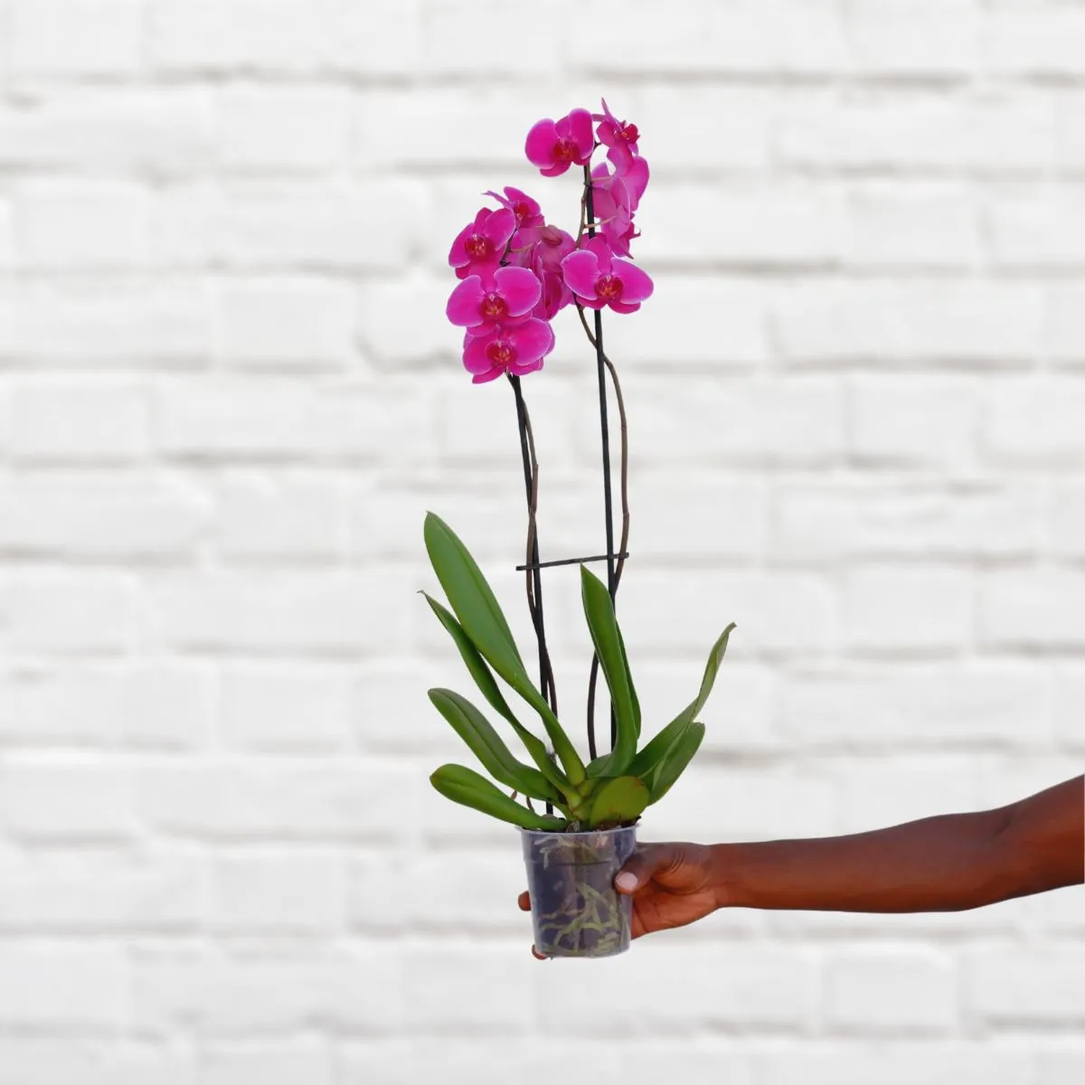 Moth Orchid