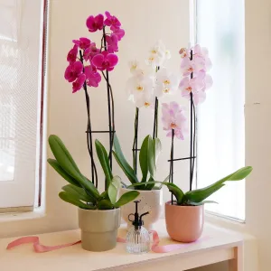 Moth Orchid