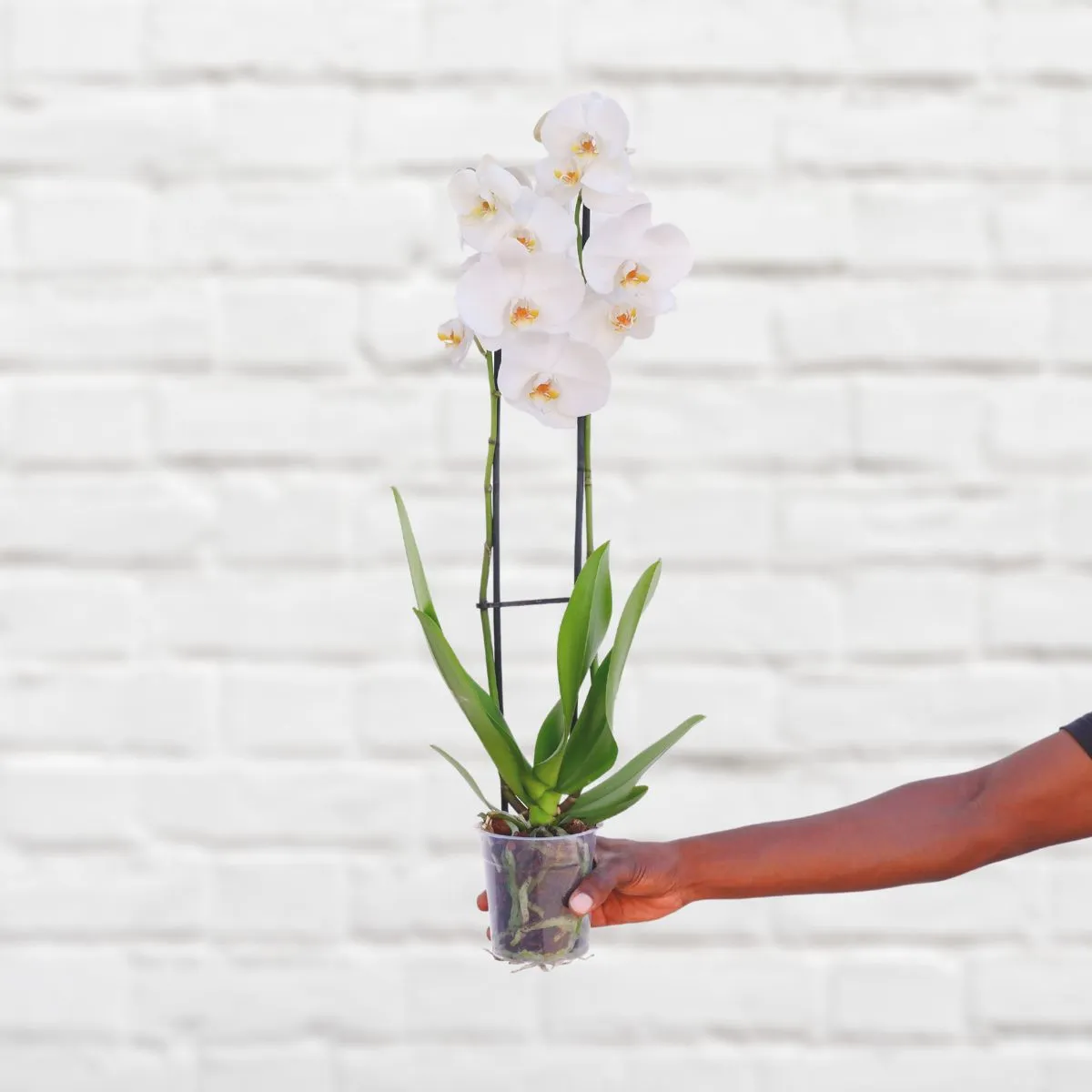 Moth Orchid