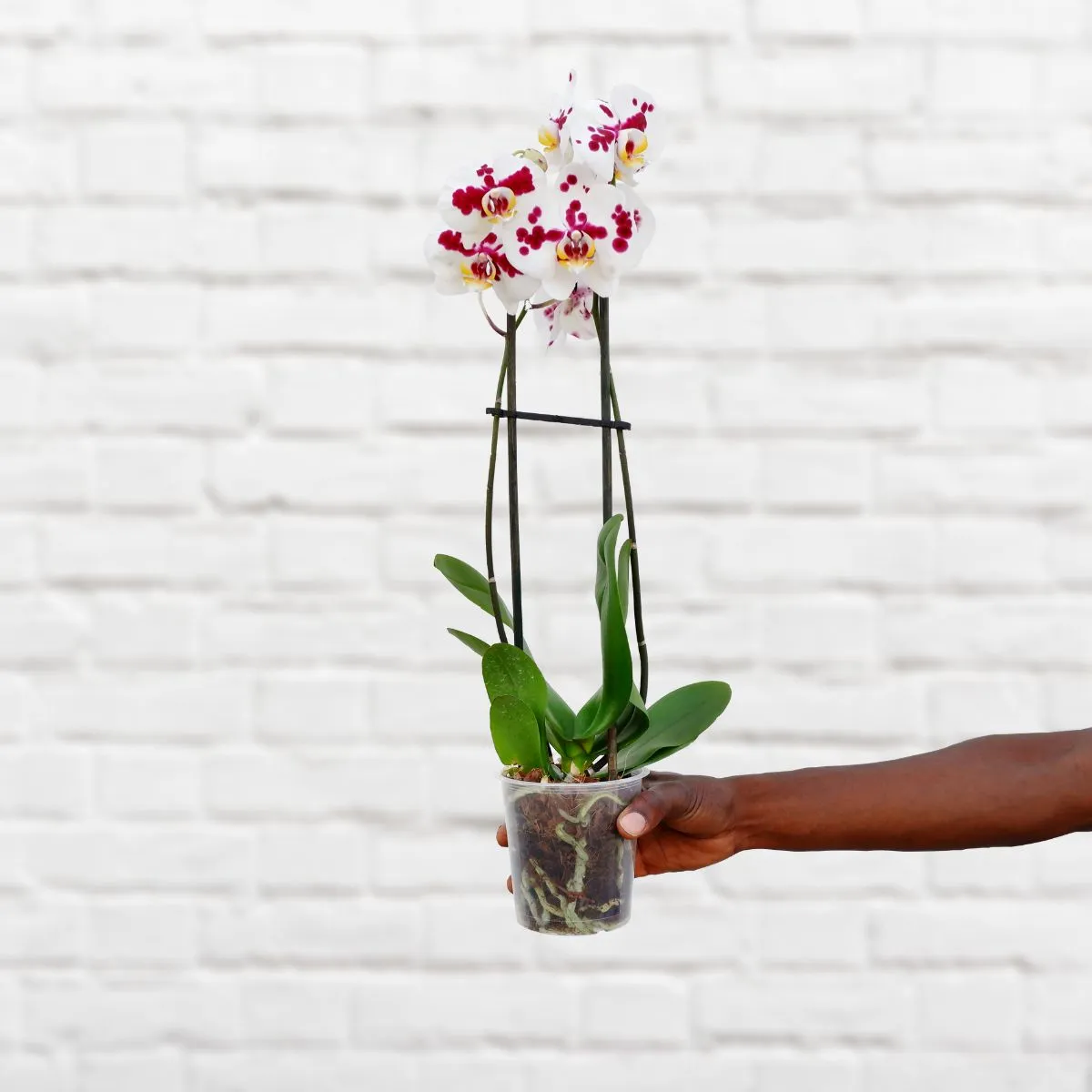 Moth Orchid
