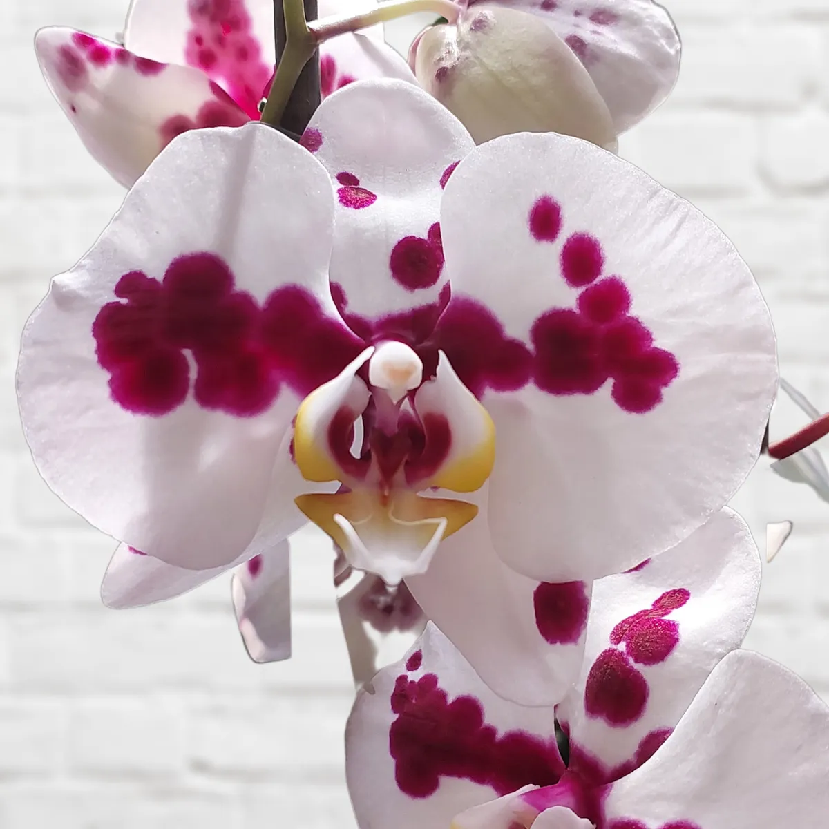 Moth Orchid