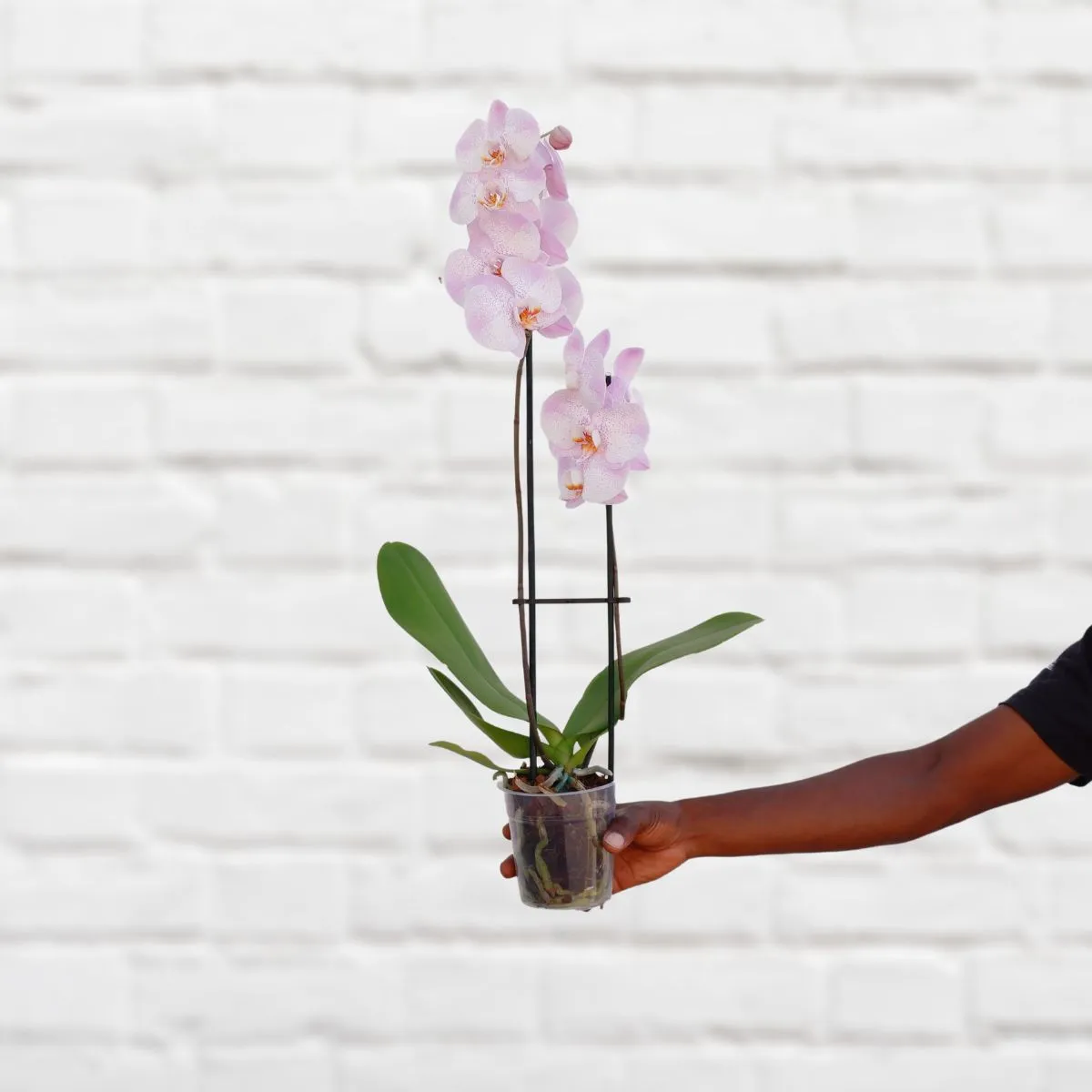 Moth Orchid