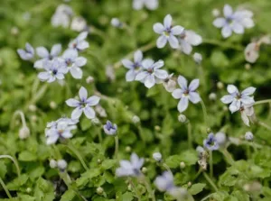 Pratia puberula Blue flowering