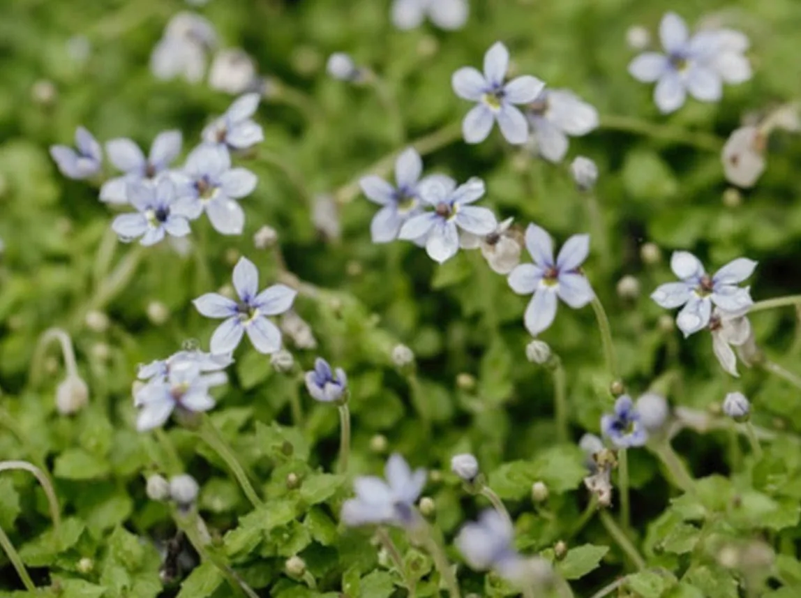 Pratia puberula Blue flowering